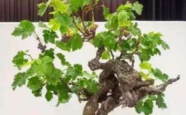 葡萄盆景潜力大 怎么投资和经济效益估算
