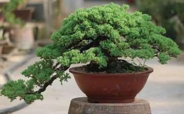 钟情盆景发烧70载 89岁老翁栽培上千盆景