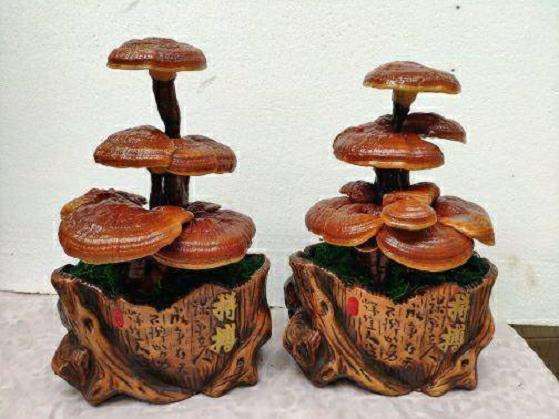 林耀星 安远栽培灵芝盆景第一人