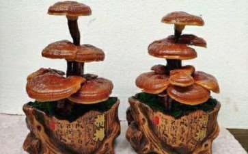 林耀星 安远栽培灵芝盆景第一人