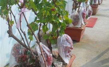 八达岭葡萄盆景园 一个大棚产量5000斤