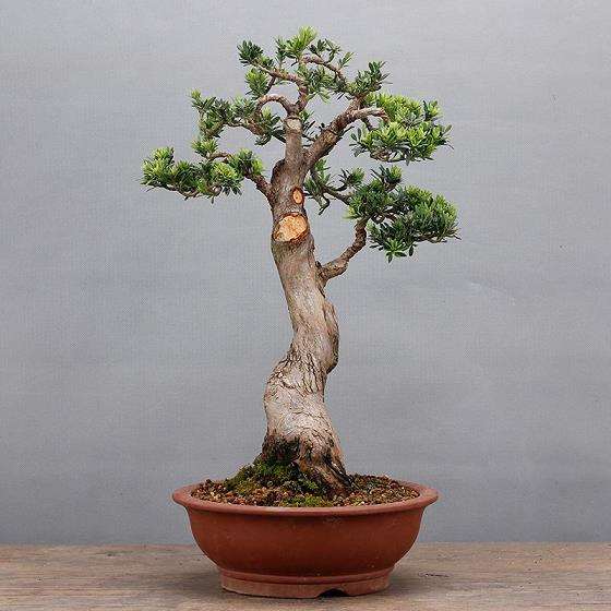 江苏省盆景艺术展在如皋举行 南通获6金