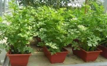 前市场上五种盆景供不应求 市场缺口大