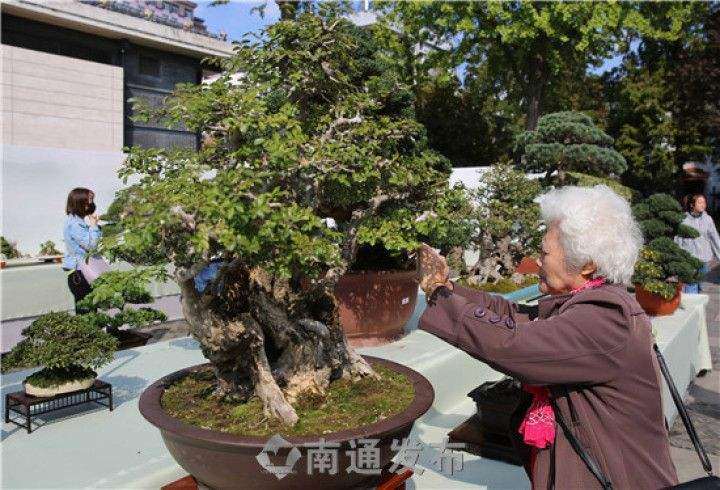 如东县举办首届盆景古盆邀请展