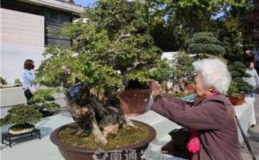 如东县举办首届盆景古盆邀请展