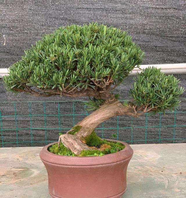 如皋市108名选手竞争花卉盆景园艺师