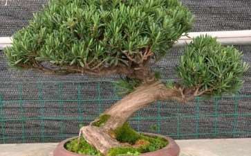 如皋市108名选手竞争花卉盆景园艺师