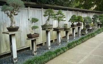 宿迁沭阳县盆景艺术展出158件