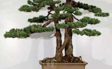 宁波盆景园新址落户宁波植物园