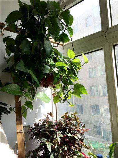 造型造各异盆景就一方天地