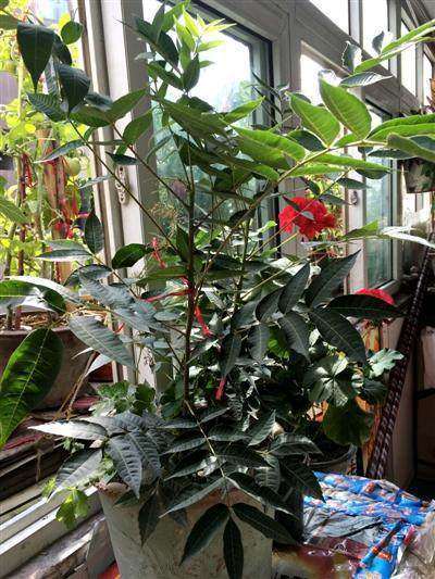 造型造各异盆景就一方天地