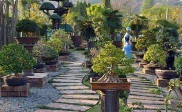 刘秀根的盆景园里 有伴随他10多年的