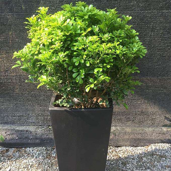 室内外植物的2个影响存在差异