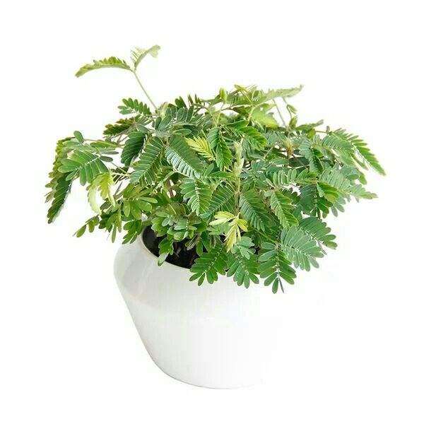 室内植物的2个健康研究与展望
