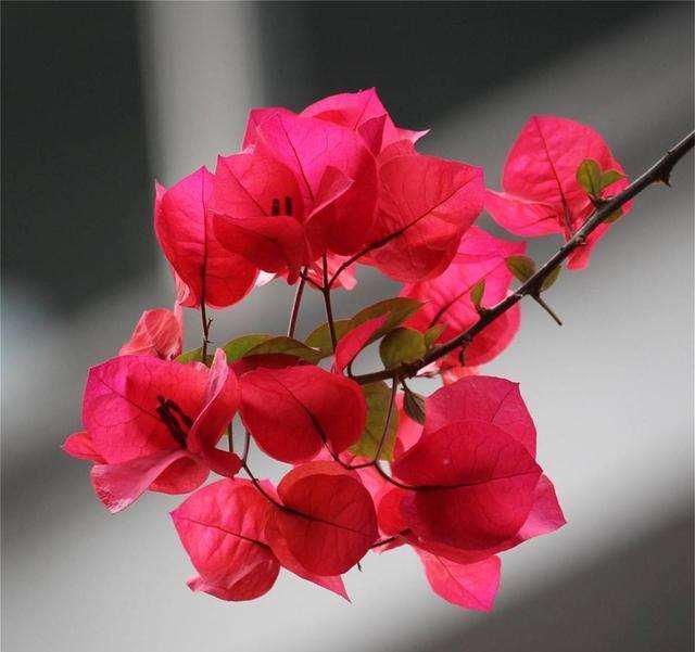 为什么6月三角梅生长开花的好季节