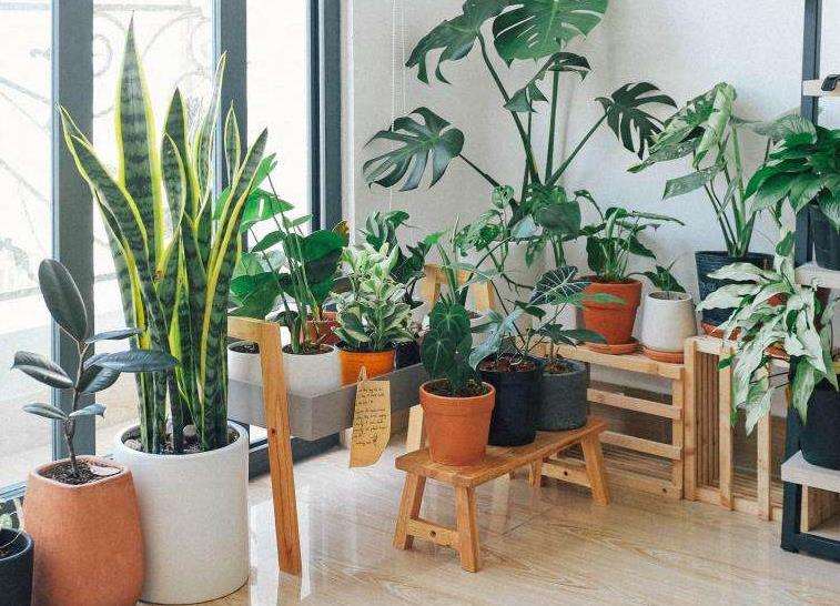 室内植物对认知能力的3个影响