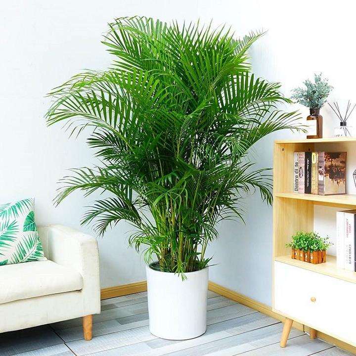 室内植物对心理健康的2个影响