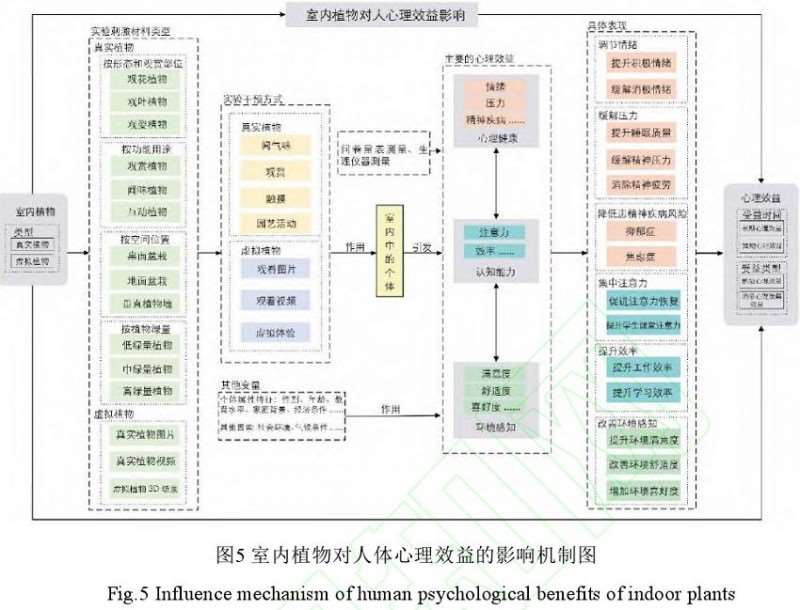 室内植物对心理健康的2个影响