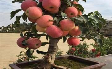 如何用专门的模具来给盆景果树造型