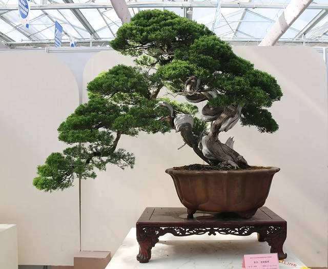 盆景企业经营风险的7个防患与控制