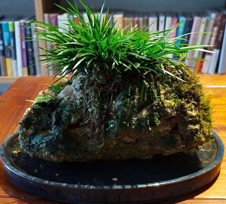 菖蒲类盆景在我国的应用历史 图片