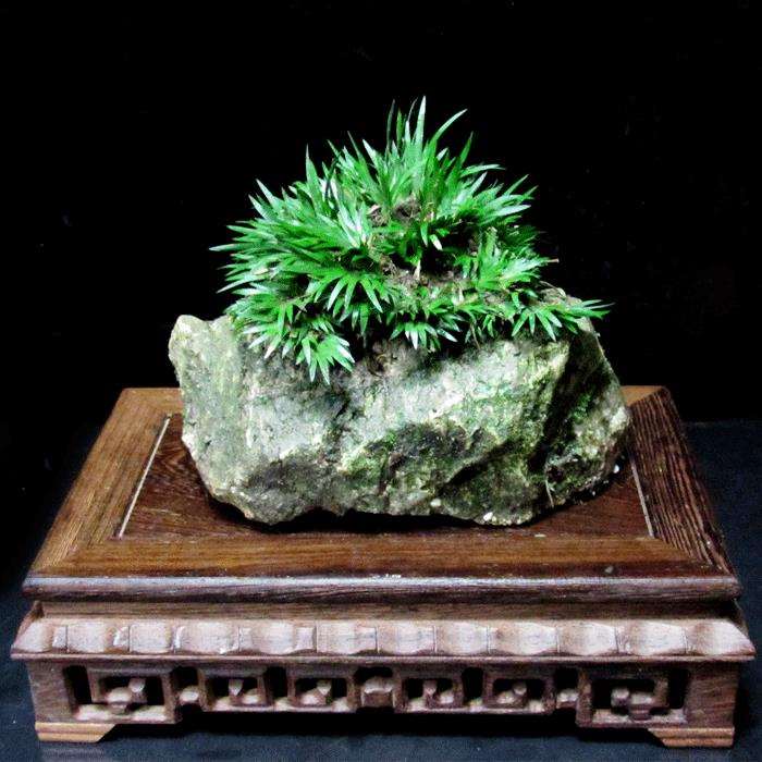 菖蒲类盆景在我国的应用历史 图片