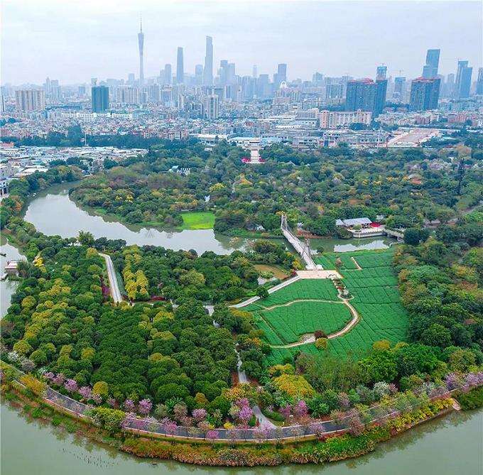 海珠湿地垛基果林分区怎么养护的3个管理建议