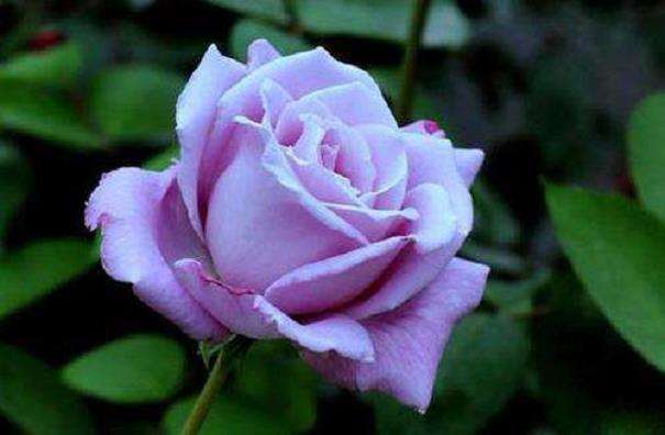 月季品种有1万多种 怎么选择的4个方法