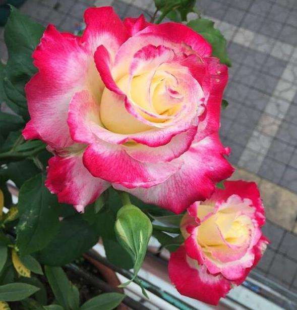 月季品种有1万多种 怎么选择的4个方法