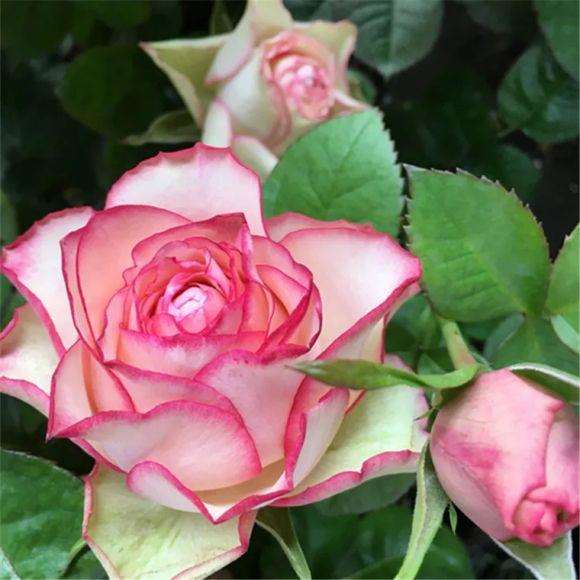 月季花怎么虫害防治的3个方法