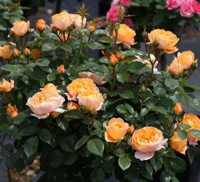 月季怎么浇水移栽的3个方法