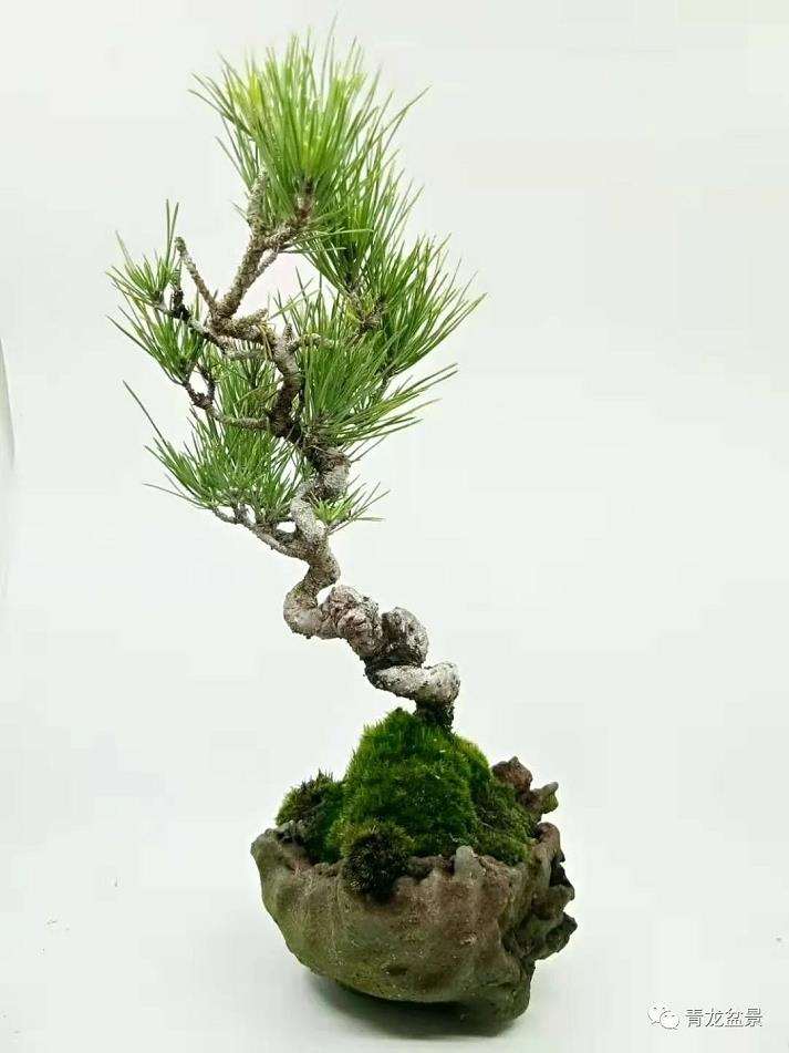 为什么盆景品质始于起步