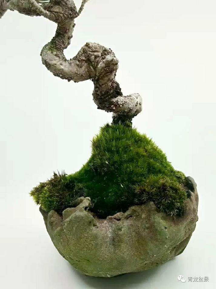 为什么盆景品质始于起步