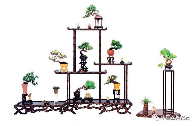 上海市盆景赏石协会技术顾问 王元康