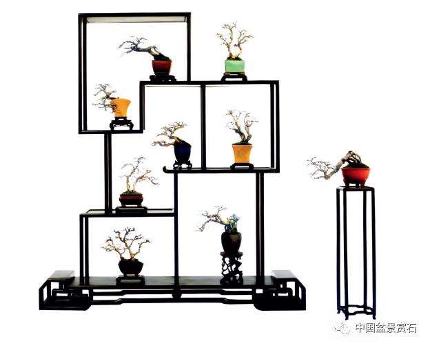 上海市盆景赏石协会技术顾问 王元康