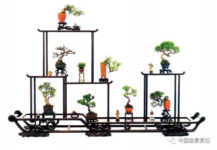 上海市盆景赏石协会技术顾问 王元康