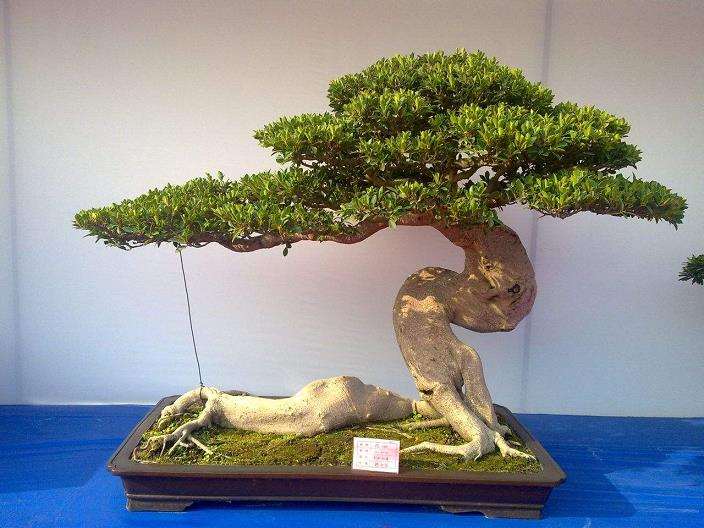 中国盆景的一画论就是要倡导借古以开今