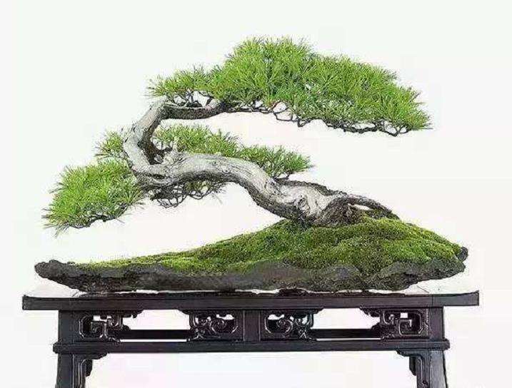 中国盆景一画论 就是要追求气韵生动的效果