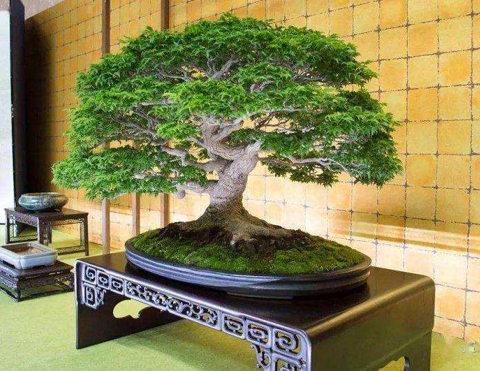 中国盆景一画论就是要强调线的造型功能