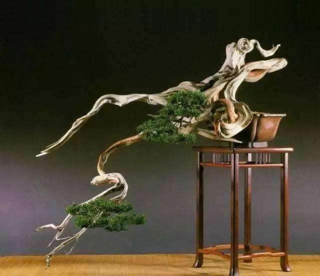 中国盆景一画论就是要继承传统美学思想