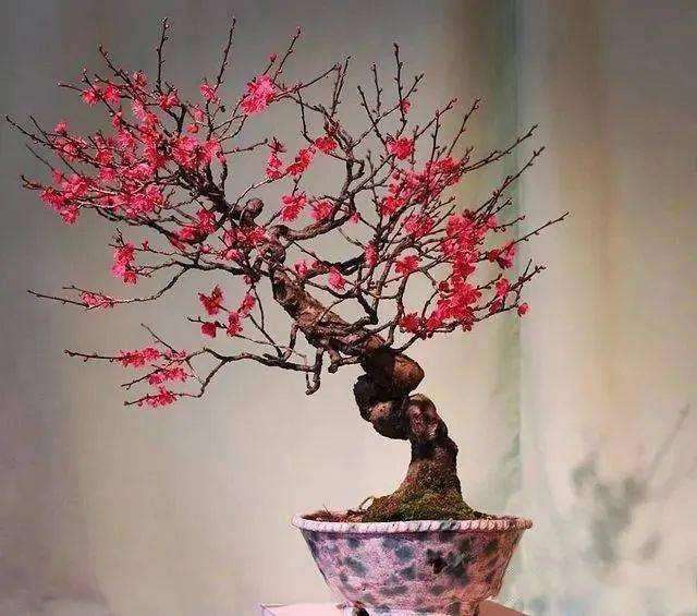 梅花盆景怎么挑选