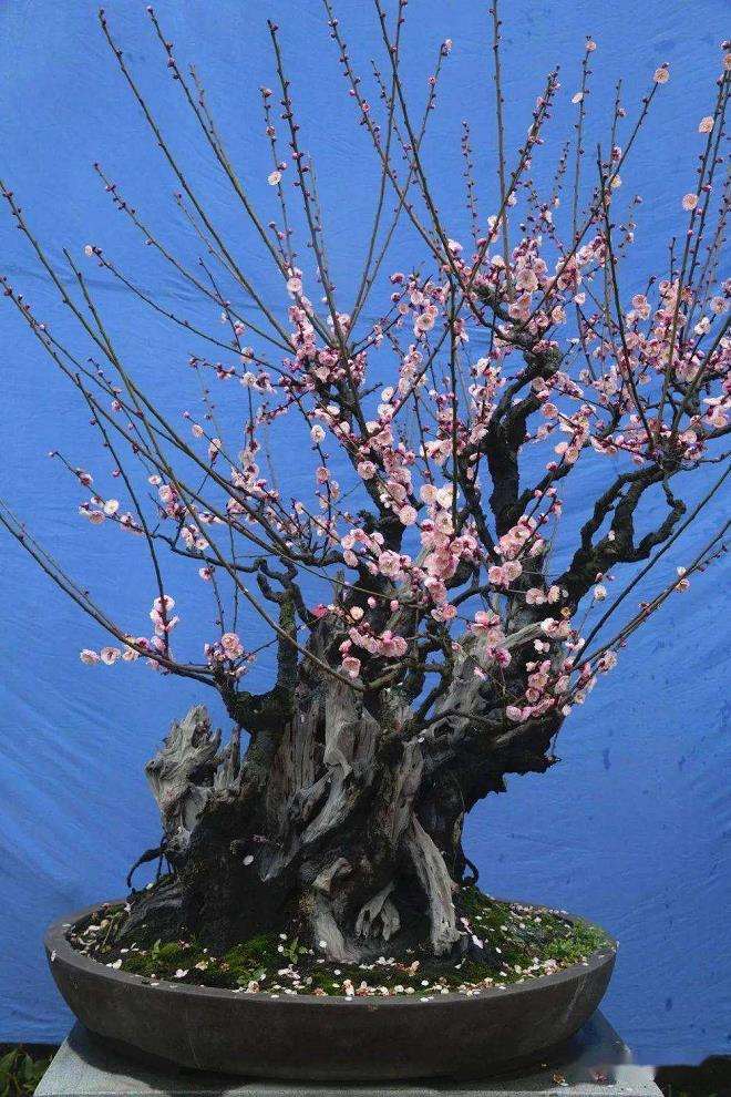 梅花盆景购买后怎么用土施肥的5个方法