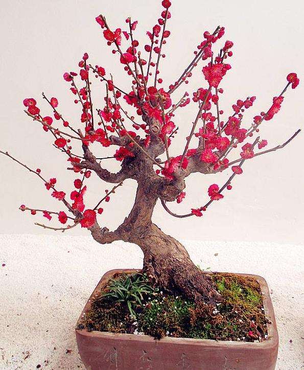 小型梅花盆景购买佳期及3个选择标准