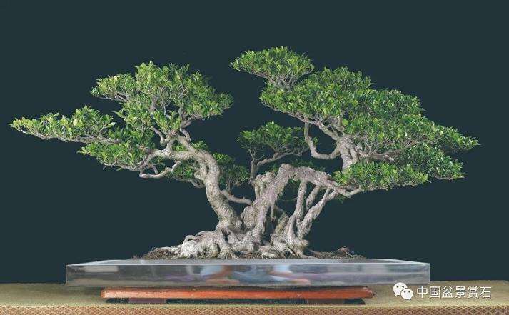 明心见性与盆景的2个关系 图片