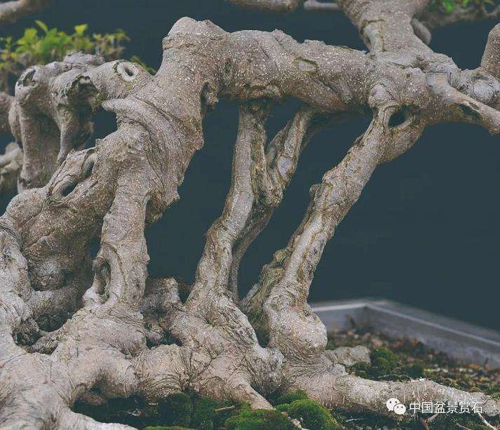 明心见性与盆景的2个关系 图片