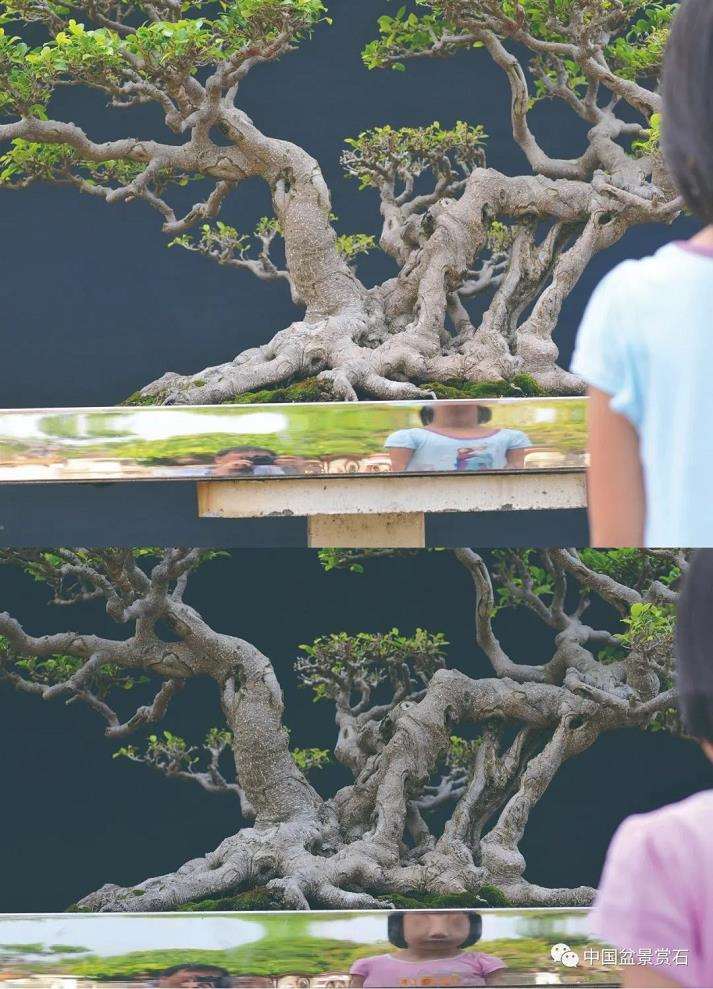 明心见性与盆景的2个关系 图片