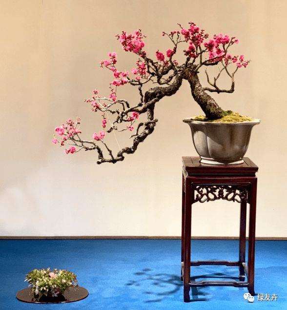 玩盆景最先的感受到是修剪树木的快乐