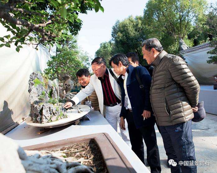 如何让山水盆景走出窘境 且听他怎么说