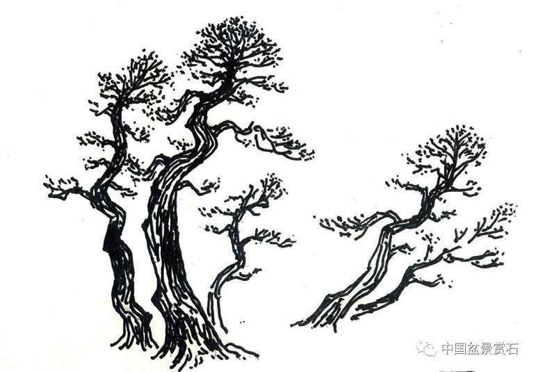 图解 丛林盆景造型中的艺术辩证