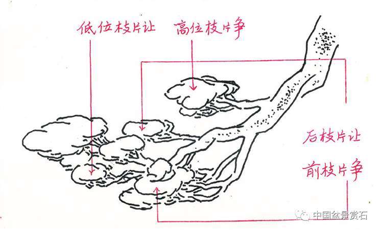 图解 丛林盆景造型中的艺术辩证